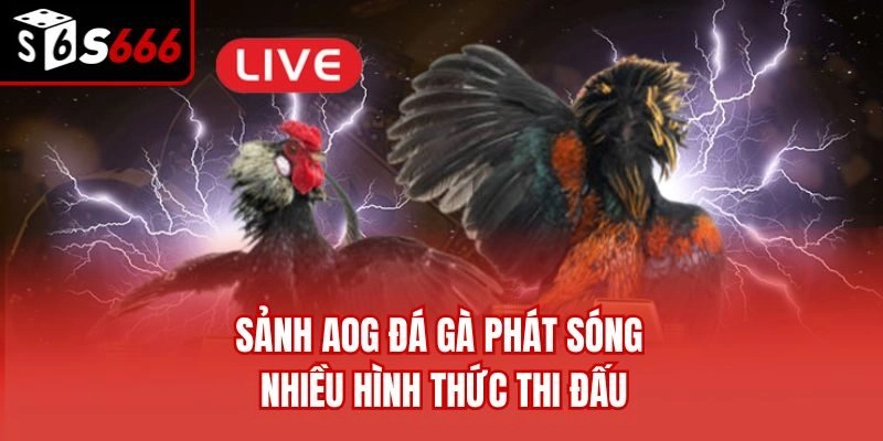 Sảnh AOG đá gà phát sóng nhiều hình thức thi đấu