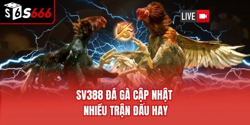 SV388 đá gà cập nhật nhiều trận đấu hay