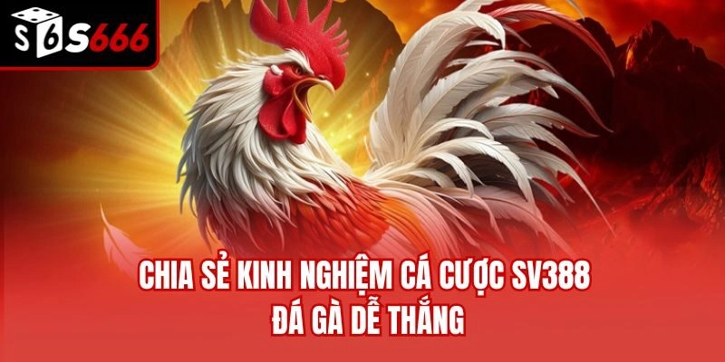 Chia sẻ kinh nghiệm cá cược SV388 đá gà dễ thắng