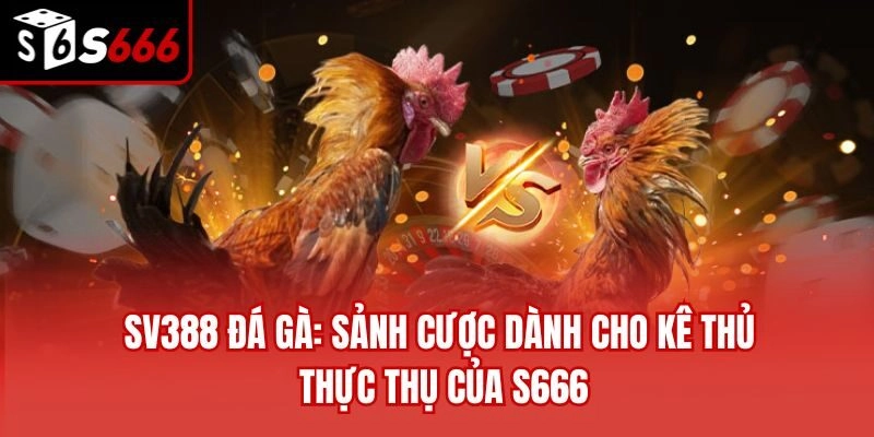 SV388 Đá Gà: Sảnh Cược Dành Cho Kê Thủ Thực Thụ Của S666