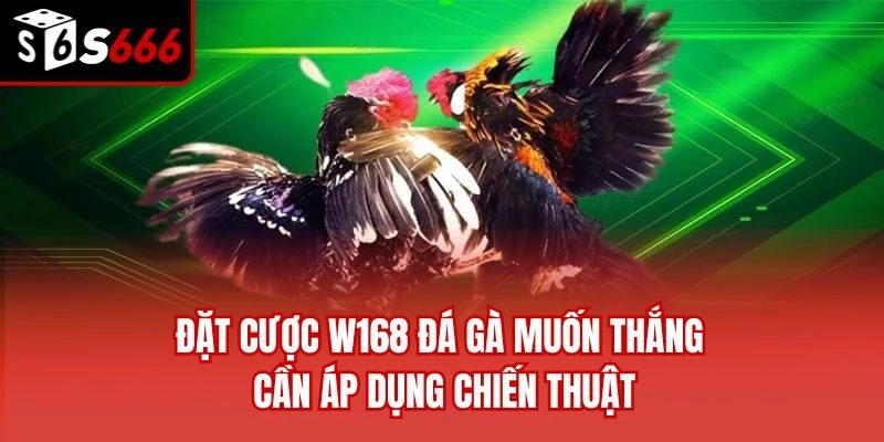 Đặt cược W168 đá gà muốn thắng cần áp dụng chiến thuật