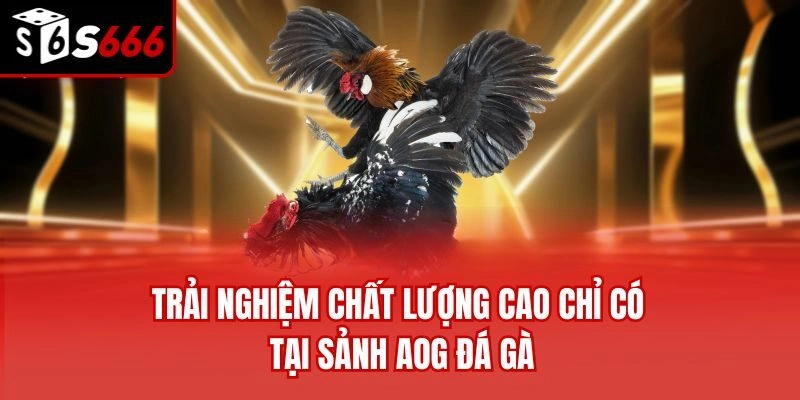 Trải nghiệm chất lượng cao chỉ có tại sảnh AOG đá gà