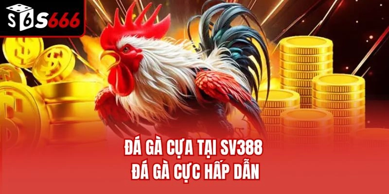 Đá gà cựa tại SV388 đá gà cực hấp dẫn